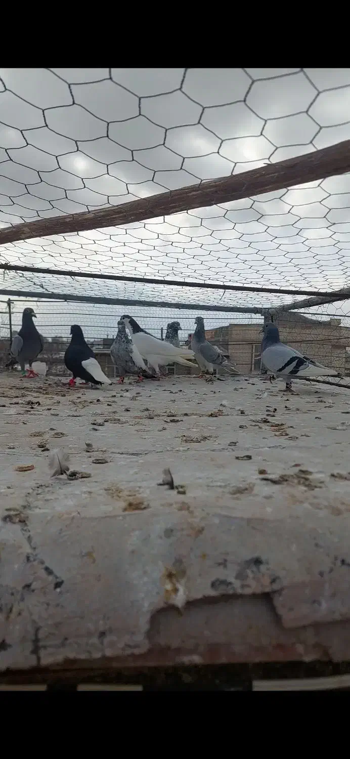 کبوتر|پرنده|شیروان (خراسان), |دیوار