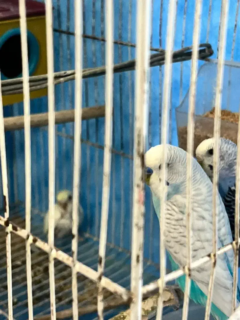 مرغ عشق|پرنده|شیراز, تندگویان|دیوار