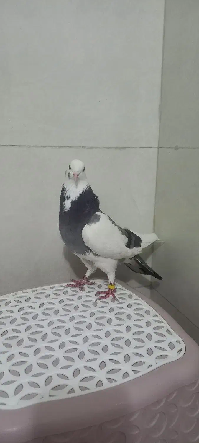 کبوتر گوره ابلق|پرنده|کوهدشت, |دیوار