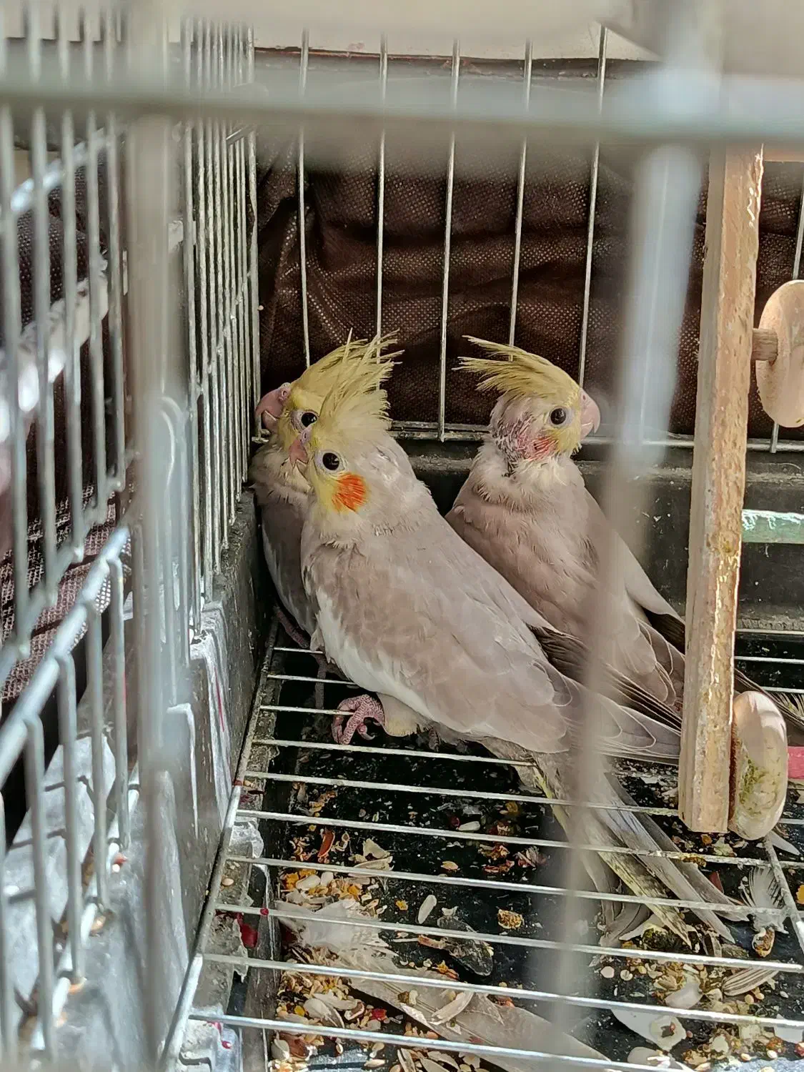 عروس هلندی جوجه|پرنده|محمدشهر, جعفرآباد|دیوار