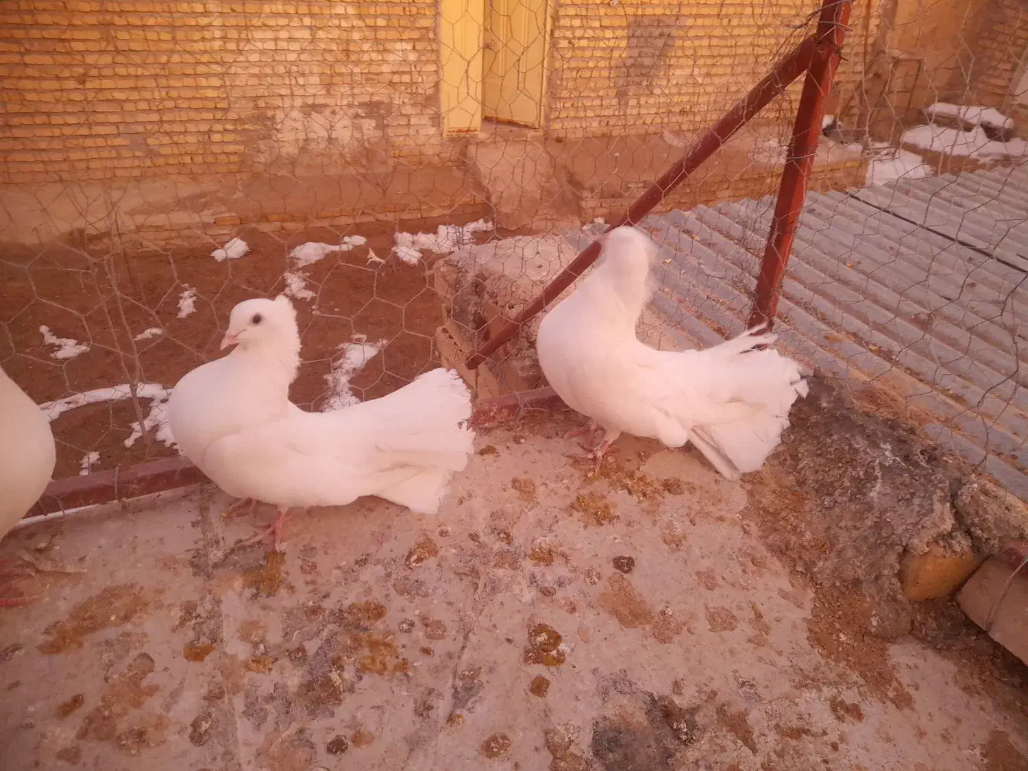 سفید دمچتری|پرنده|مبارکه, |دیوار