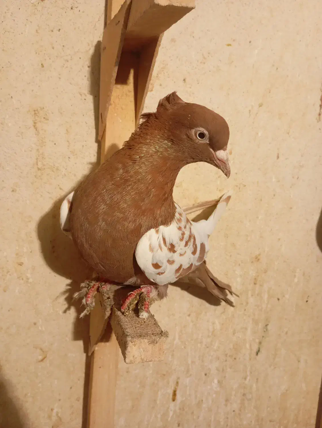 کفتر ماده بزن|پرنده|کازرون, |دیوار