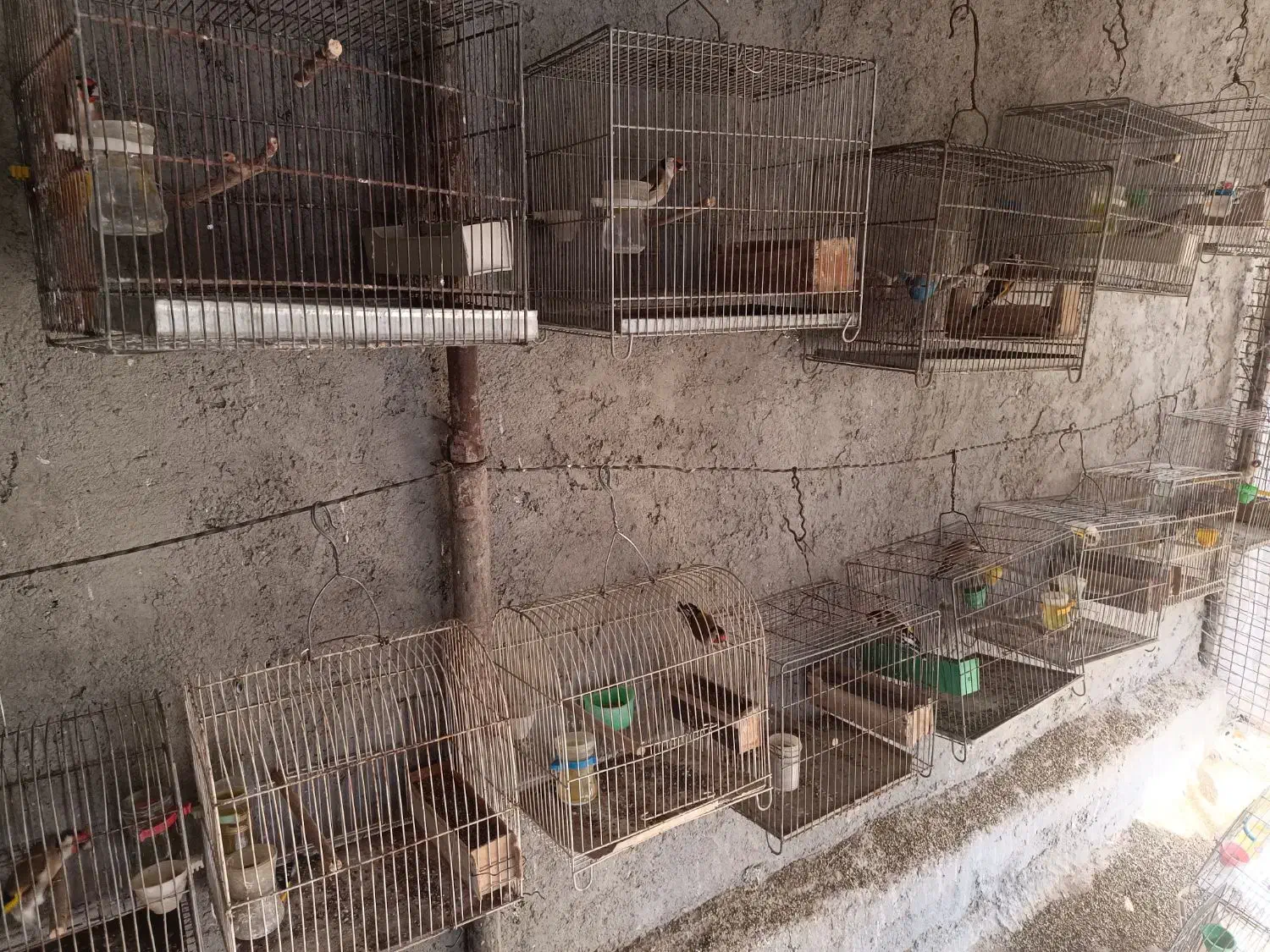 سهره|پرنده|اراک, |دیوار