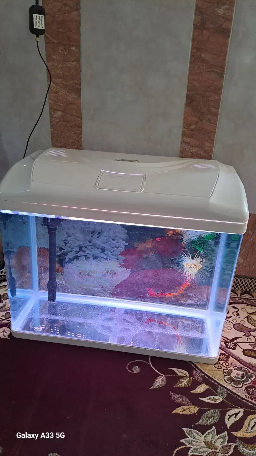 آکواریوم شرکتی برند دلسا اصلی، درحدنو|ماهی|بندرعباس, |دیوار