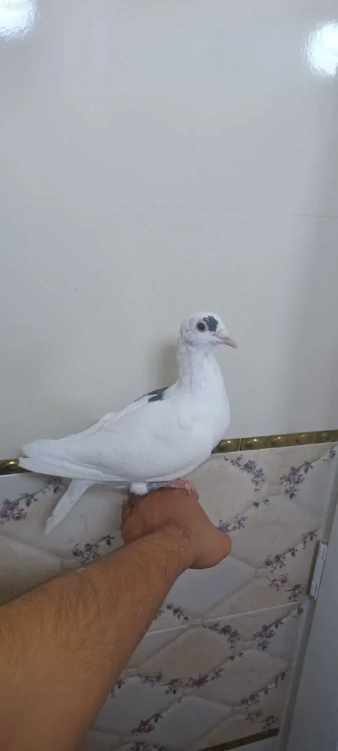 کبوتر ماده پلاکی|پرنده|برازجان, |دیوار