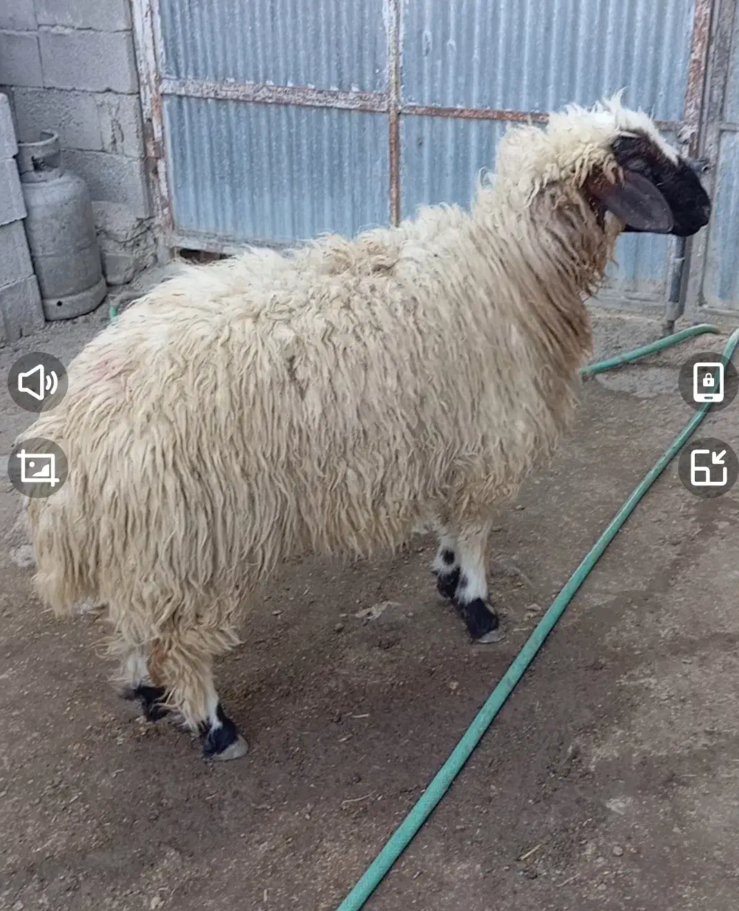 بره قوچی|حیوانات مزرعه|پلدختر, |دیوار