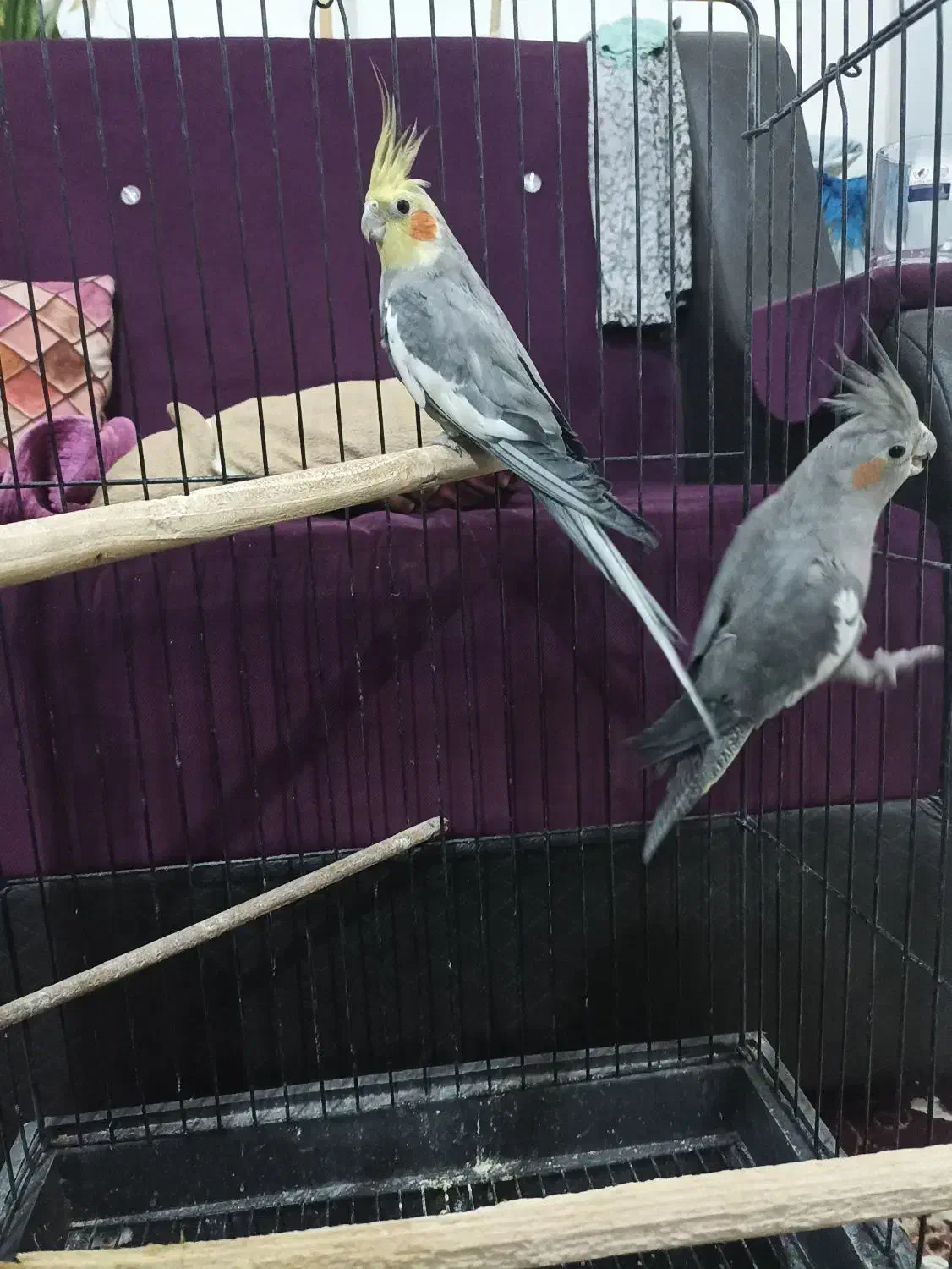 عروس هلندی با قفس|پرنده|تربتحیدریه, قاسم آباد|دیوار