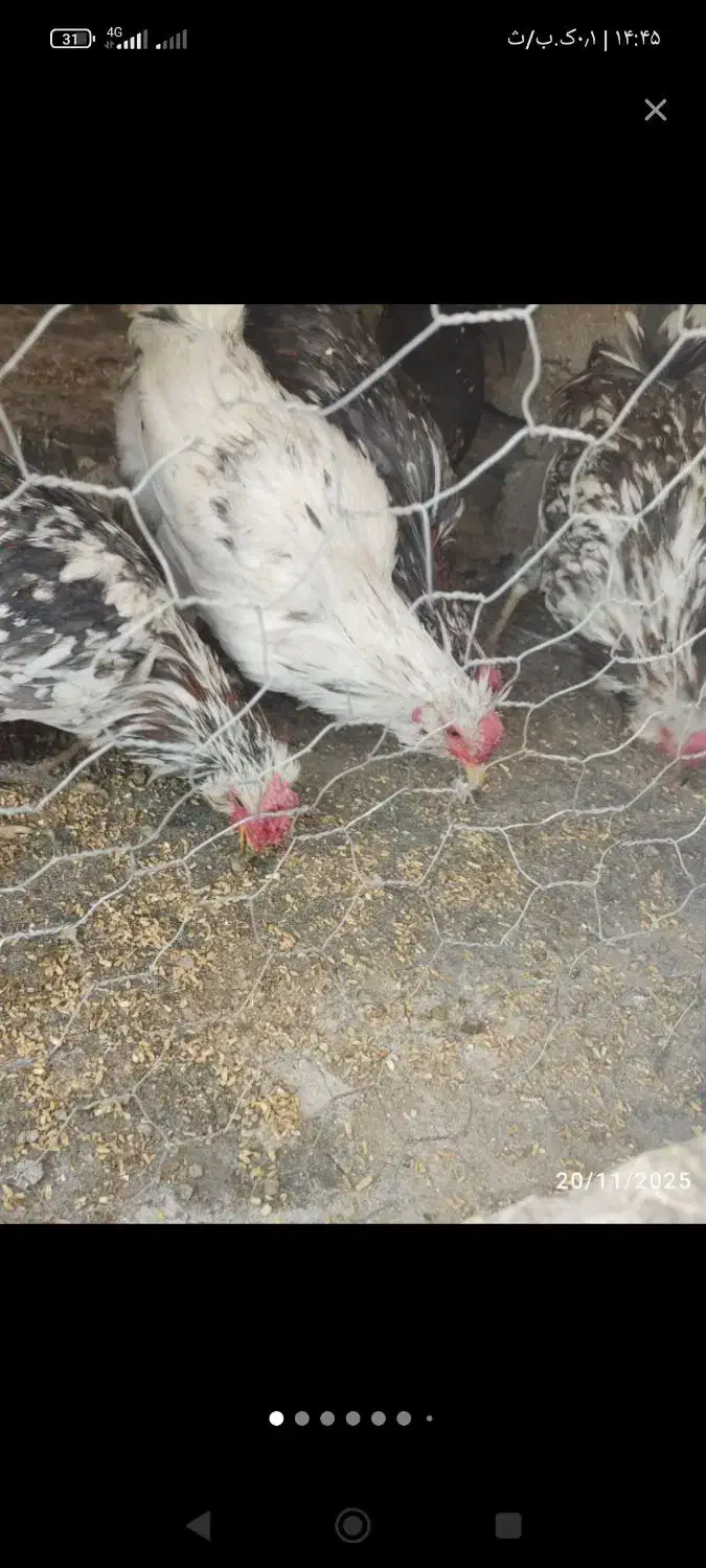 جوجه مرغ سوزنی و پنگوئنی|حیوانات مزرعه|اصفهان, امینآباد|دیوار