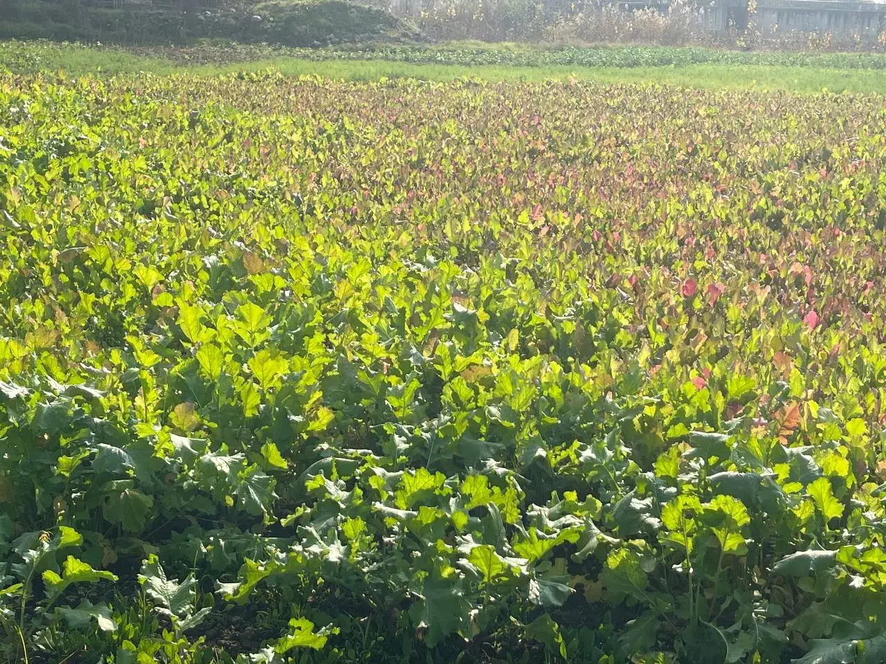فروش چغندر|خوردنی و آشامیدنی|سرخرود, |دیوار