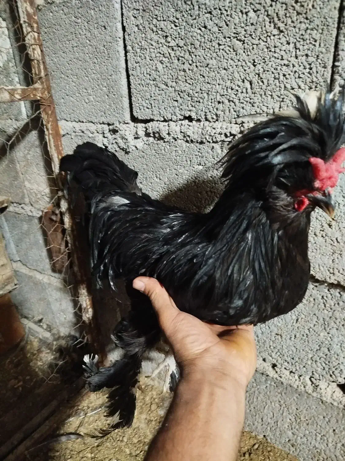 مرغ خروس لهستانی|حیوانات مزرعه|آبپخش, |دیوار