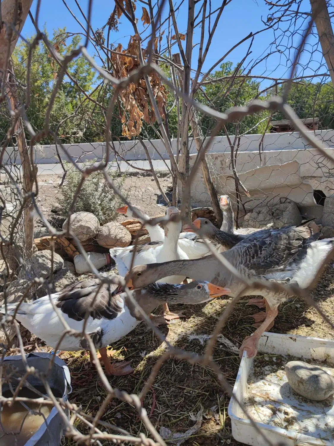 غازچاق|حیوانات مزرعه|الشتر, |دیوار