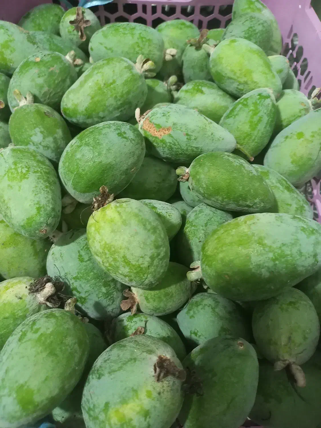 فوجی تازه|خوردنی و آشامیدنی|بندر انزلی, پردیس|دیوار