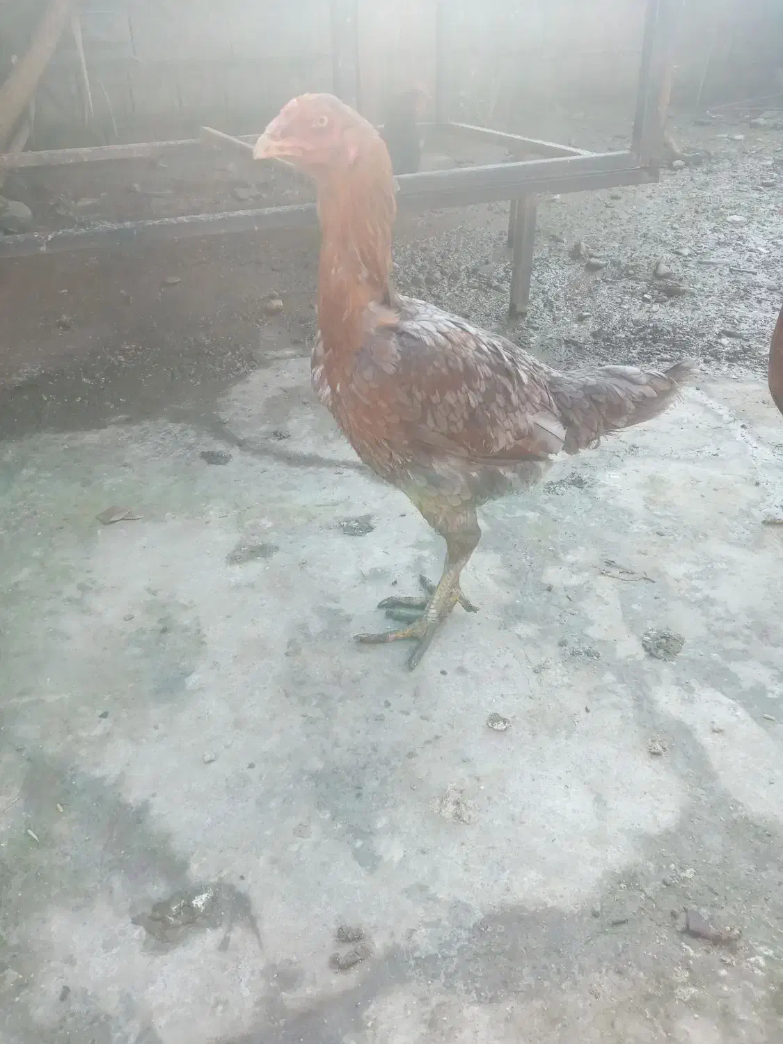 مرغ لاری اصیل|پرنده|تولم شهر, |دیوار