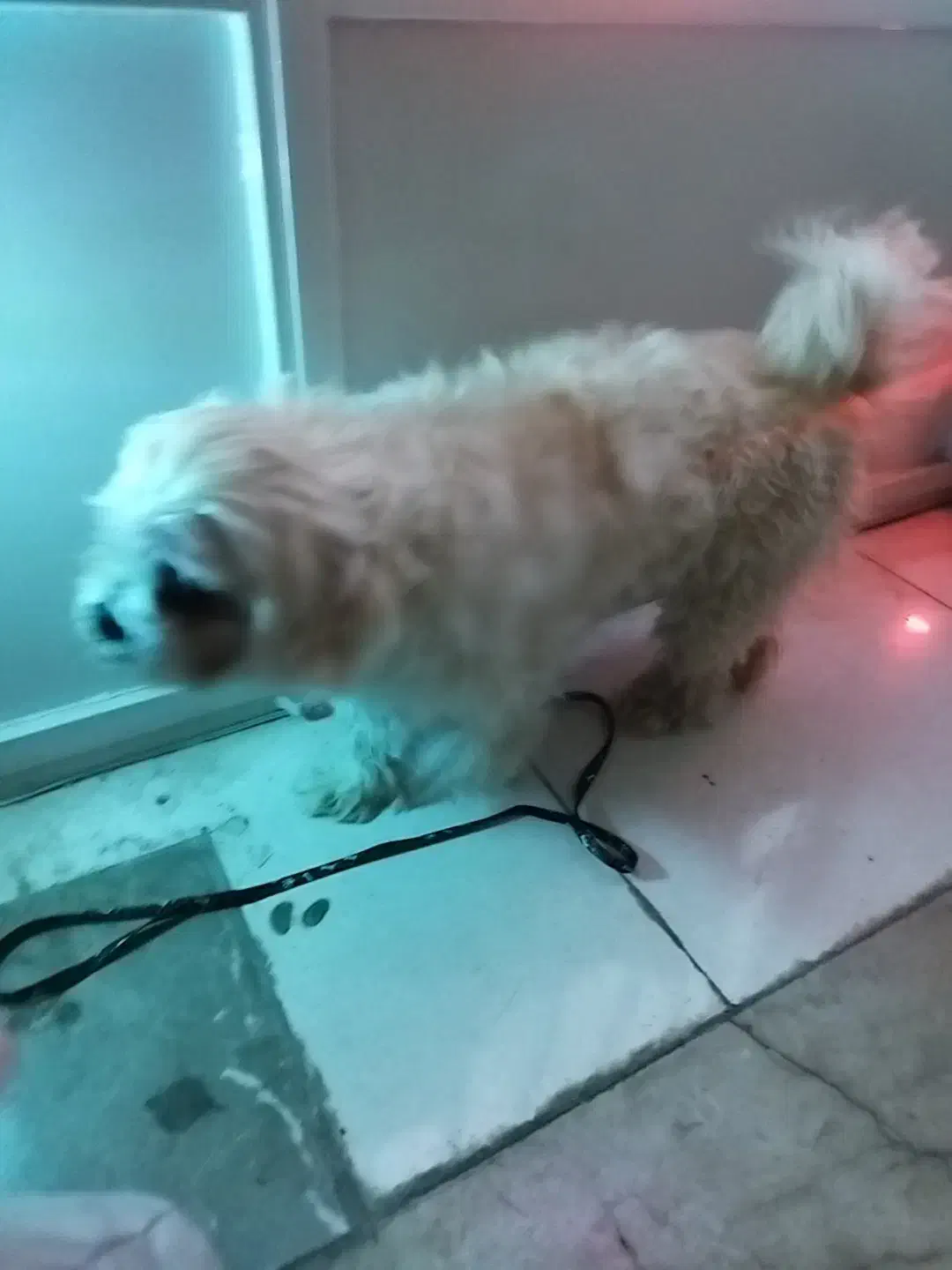 گمشده|حیوانات|یزد, |دیوار