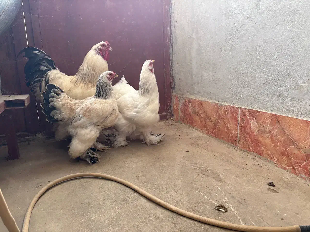 مرغ و خروس برهما|حیوانات مزرعه|گرگان, |دیوار