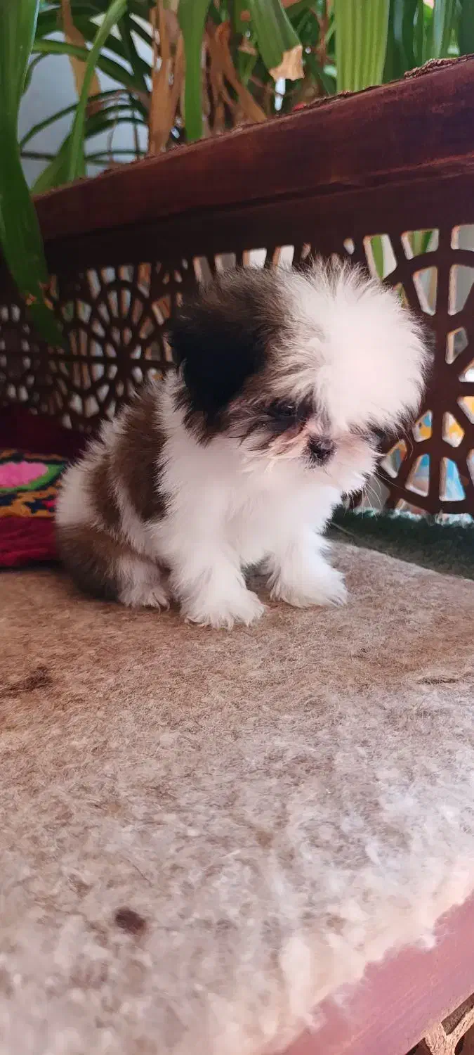 سگ شیتزو سوپر فلت|سگ|شاهین‌شهر, شیخ بهایی|دیوار