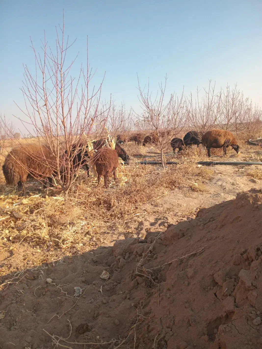 ۱۰ عدد گوسفند ماده|حیوانات مزرعه|صوفیان, |دیوار