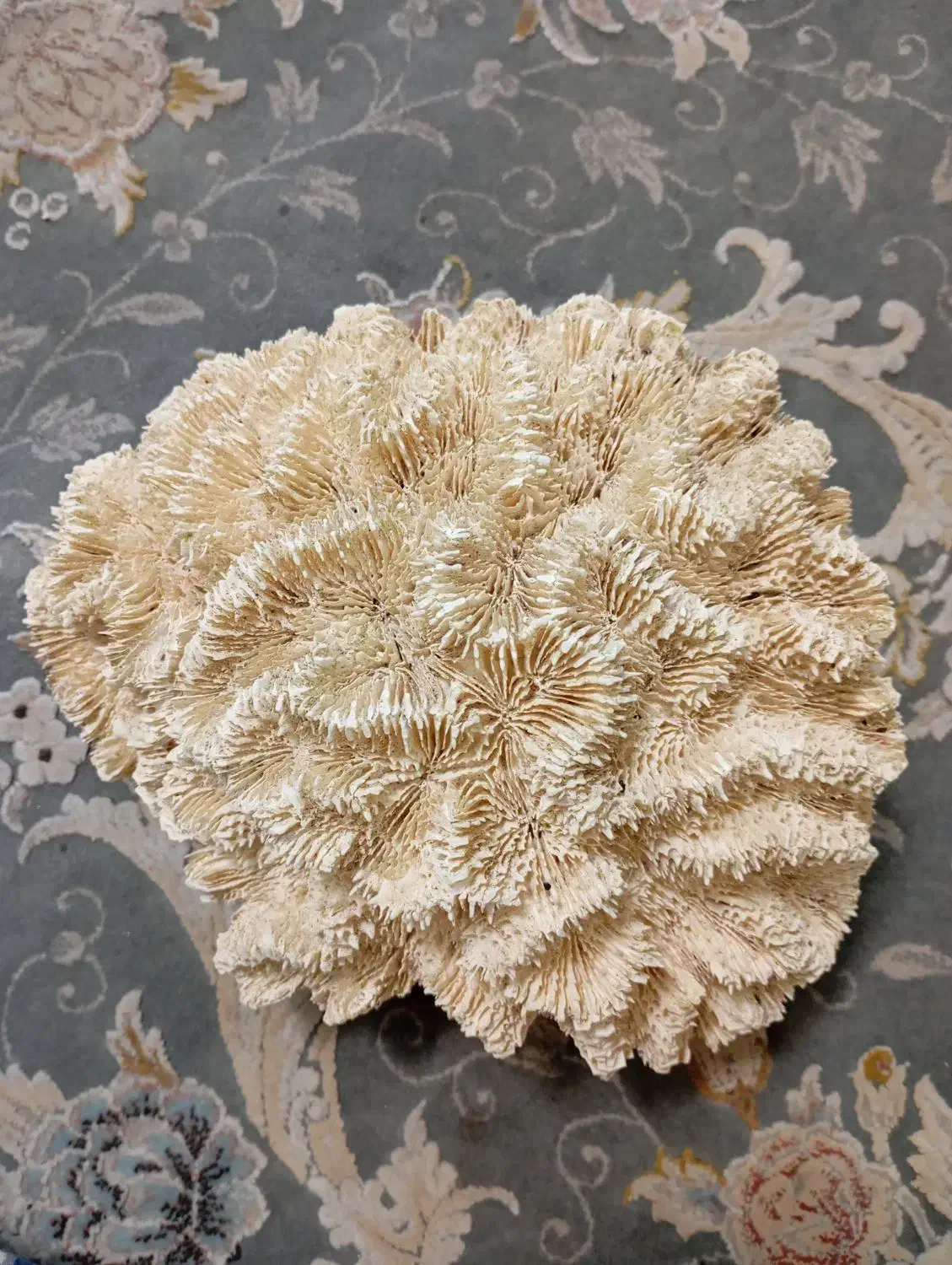 مرجان|ماهی|بندرعباس, |دیوار