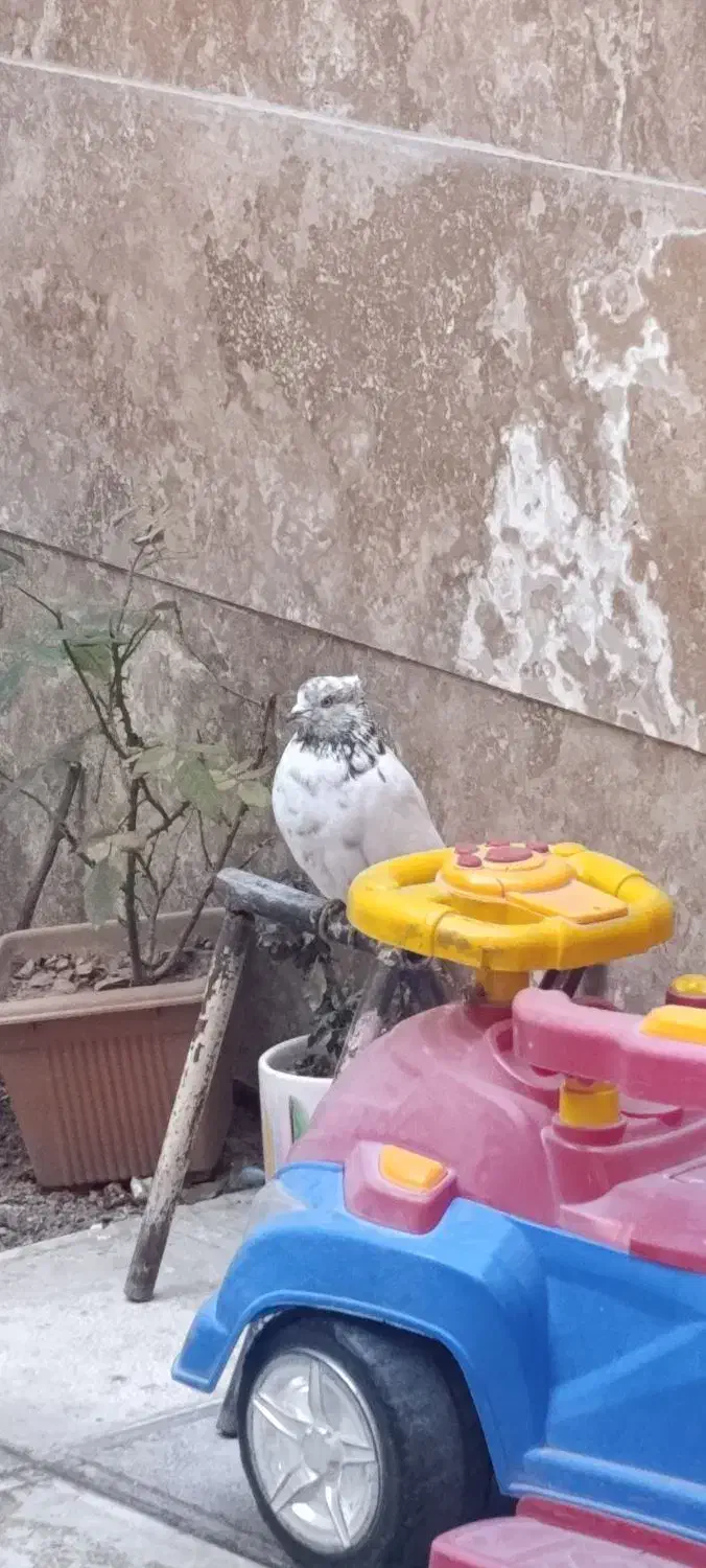 کفتر پرشی|پرنده|محمدشهر, شهرک چمران|دیوار