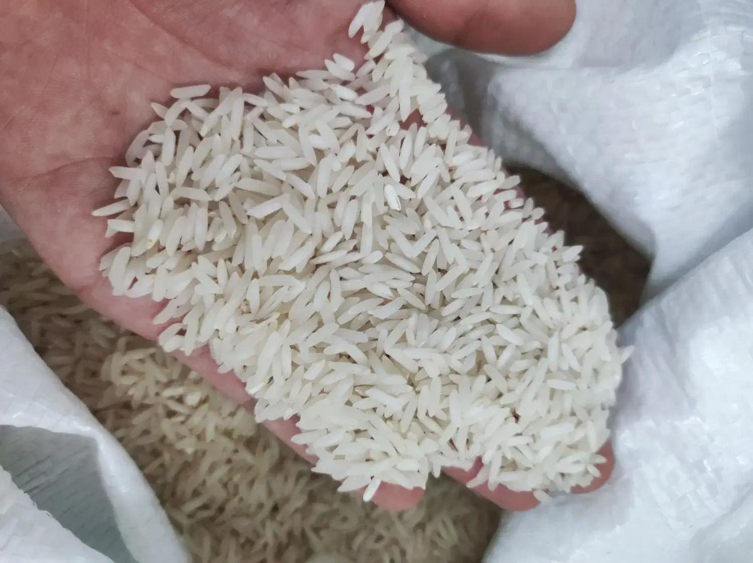 برنج ایرانی|خوردنی و آشامیدنی|سبزوار, رضوان|دیوار