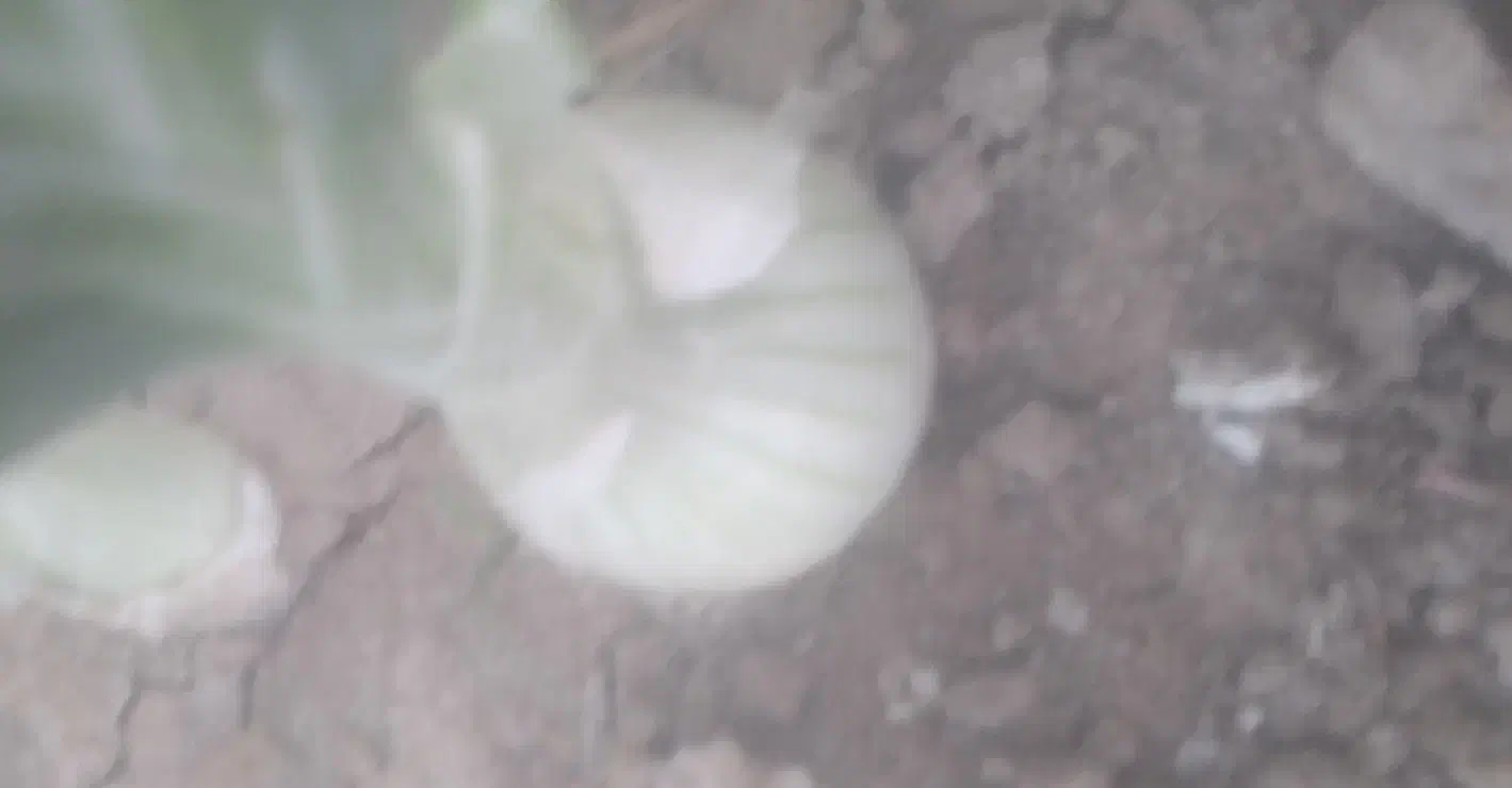 فروش غده پیاز مینروا بذر پیاز سایروس جهت غده|گل و گیاه طبیعی|بلوک, |دیوار