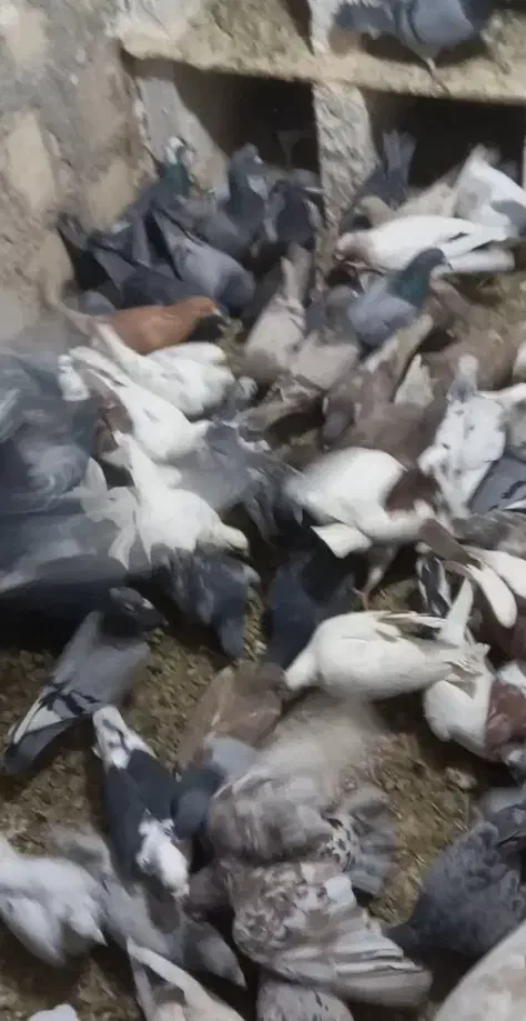 پلاکی، دورگ|پرنده|مبارکه, |دیوار