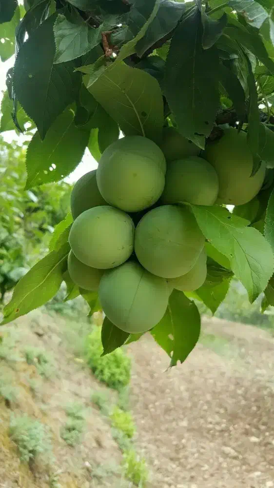 نهالستان بزرگ ترین تولید کننده شمال غرب کشور|حراج|گنبد کاووس, |دیوار