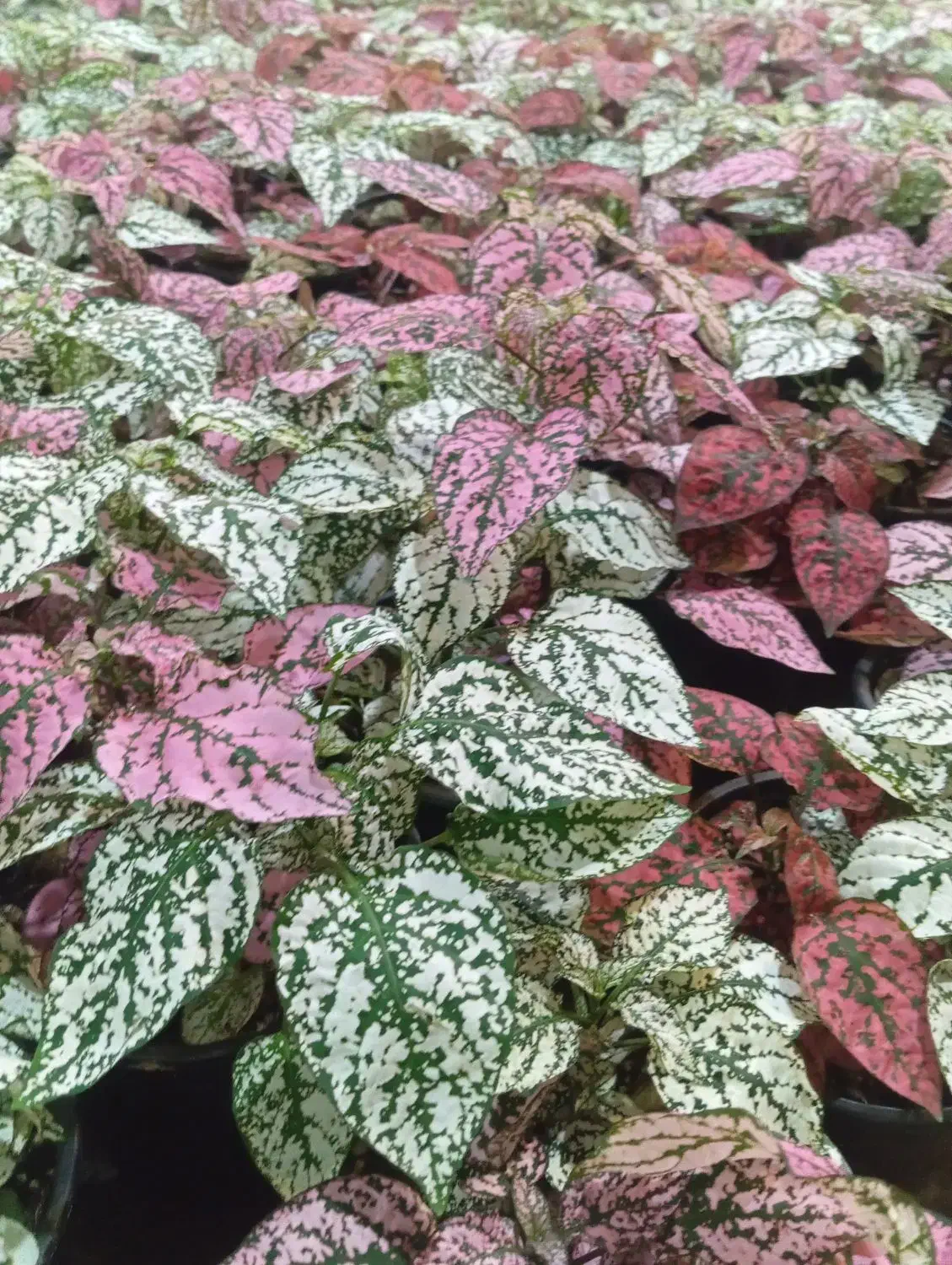 ۷ مدل گل زیر ۱۰۰ هزار تومن|گل و گیاه طبیعی|رشت, حمیدیان|دیوار