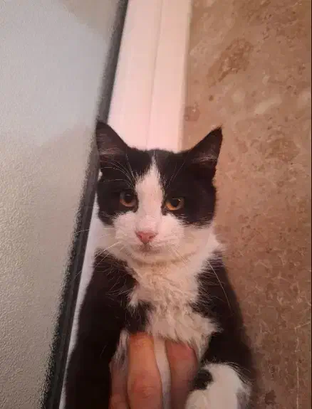 گربه تاکسیدو|گربه|زنجان, |دیوار