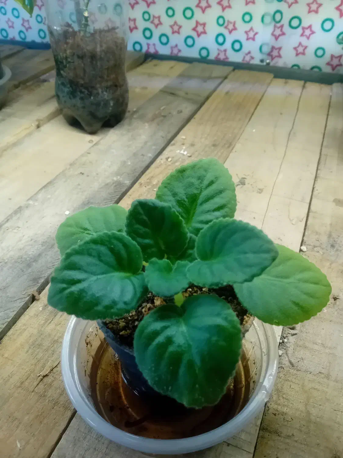 گل گیاه|گل و گیاه طبیعی|صحنه, |دیوار