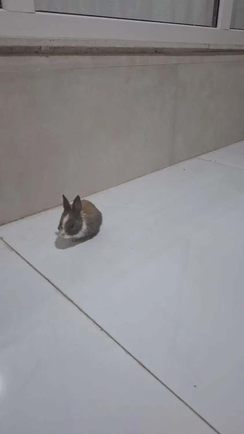 خرگوش مینیاتوری نر به همراه یک قفس|موش و خرگوش|کرمانشاه, |دیوار