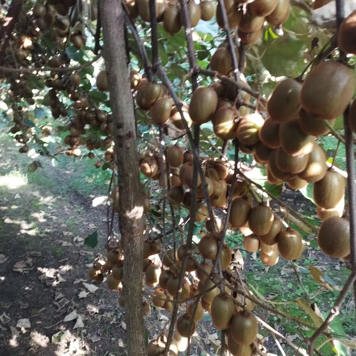 5000متر باغ کیوی پر حاصل درلیسار تالش|فروش زمین و ملک کلنگی|لیسار, |دیوار