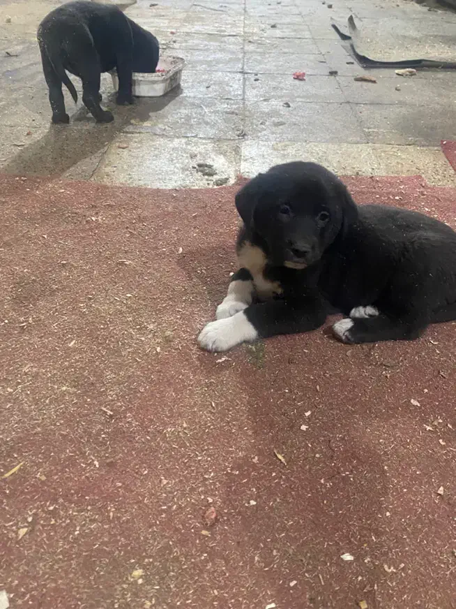 واگذاری رایگان سگ|سگ|چهاردانگه (تهران), |دیوار