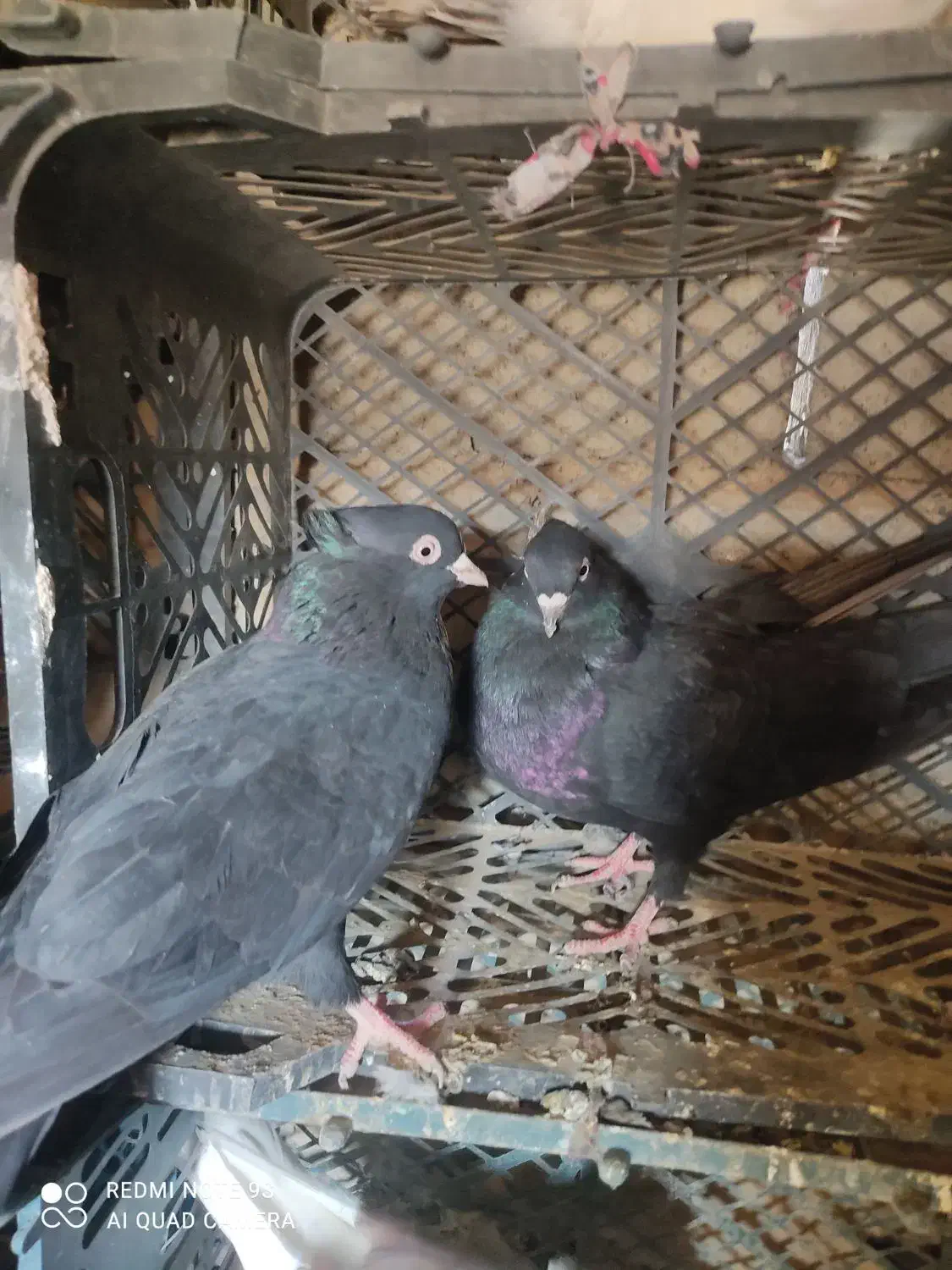 کفتر تهرانی|پرنده|زابل, |دیوار