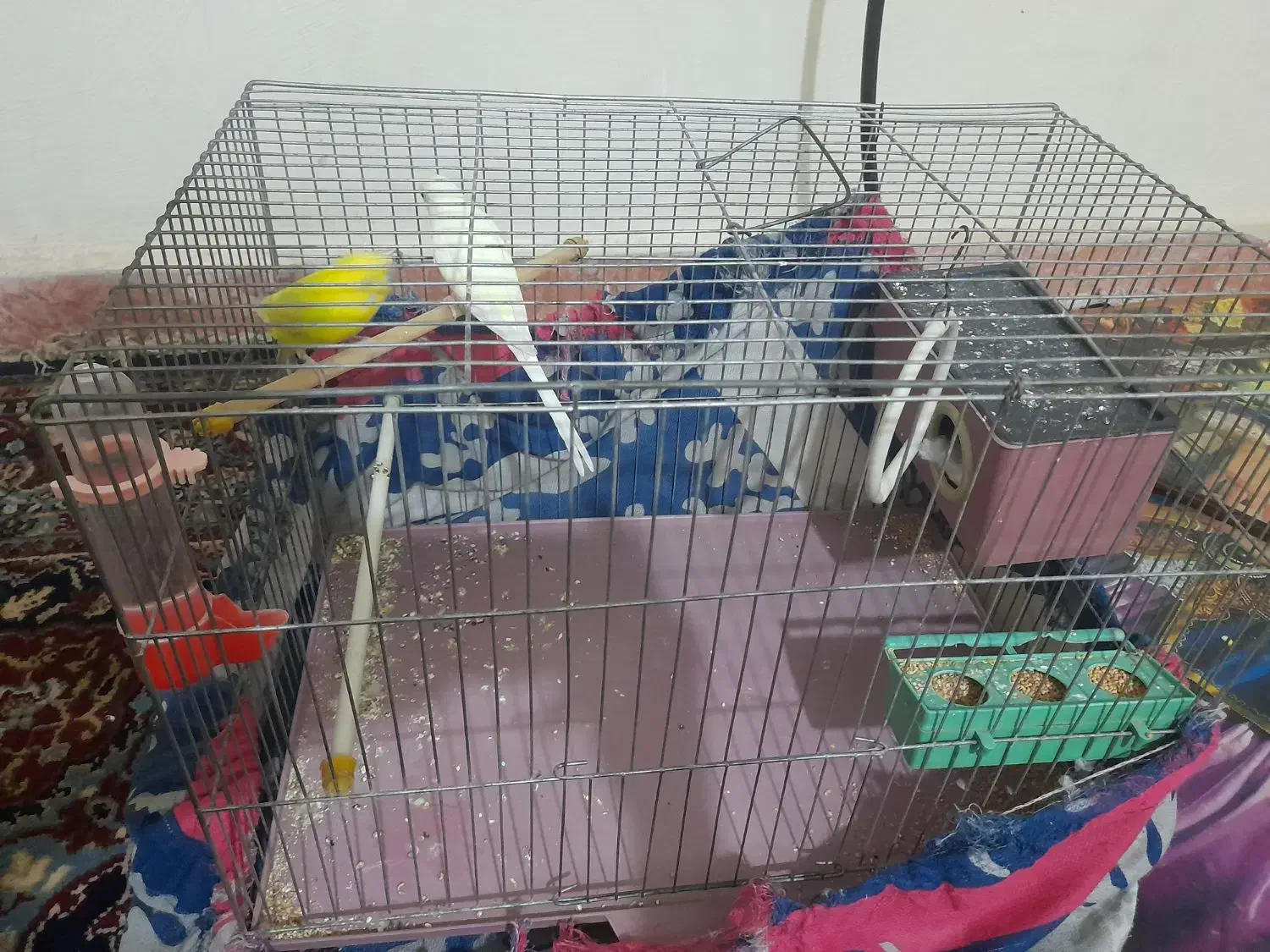 معاوض باجوجه قناری نر|پرنده|مشکیندشت, |دیوار