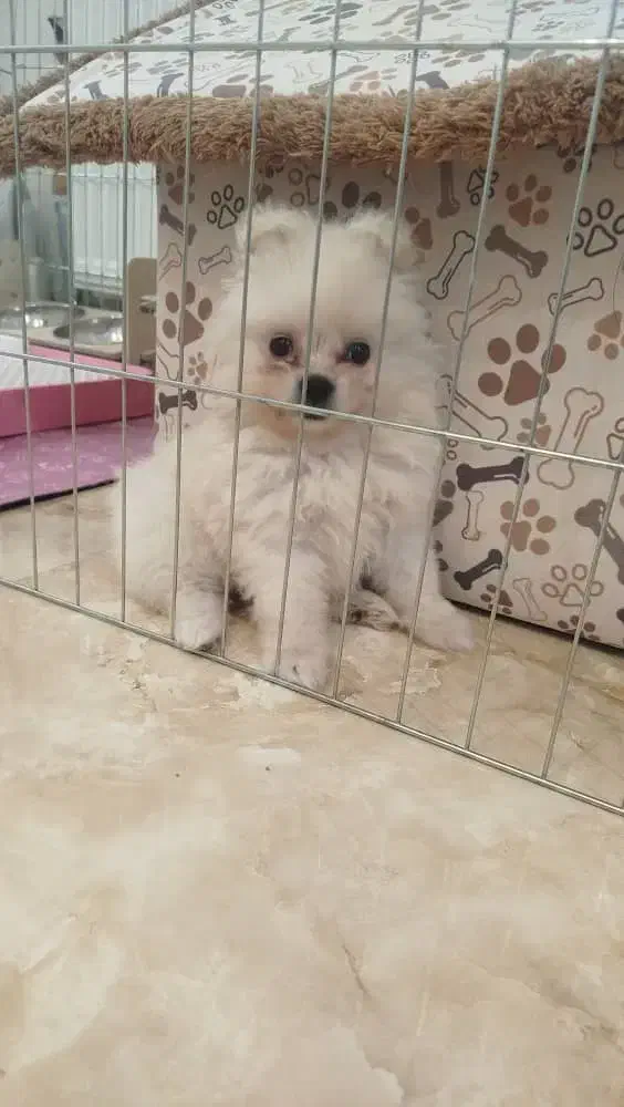 اموزش سگهای خانگی در پردیس|خدمات آموزشی|پردیس, فاز ۲|دیوار