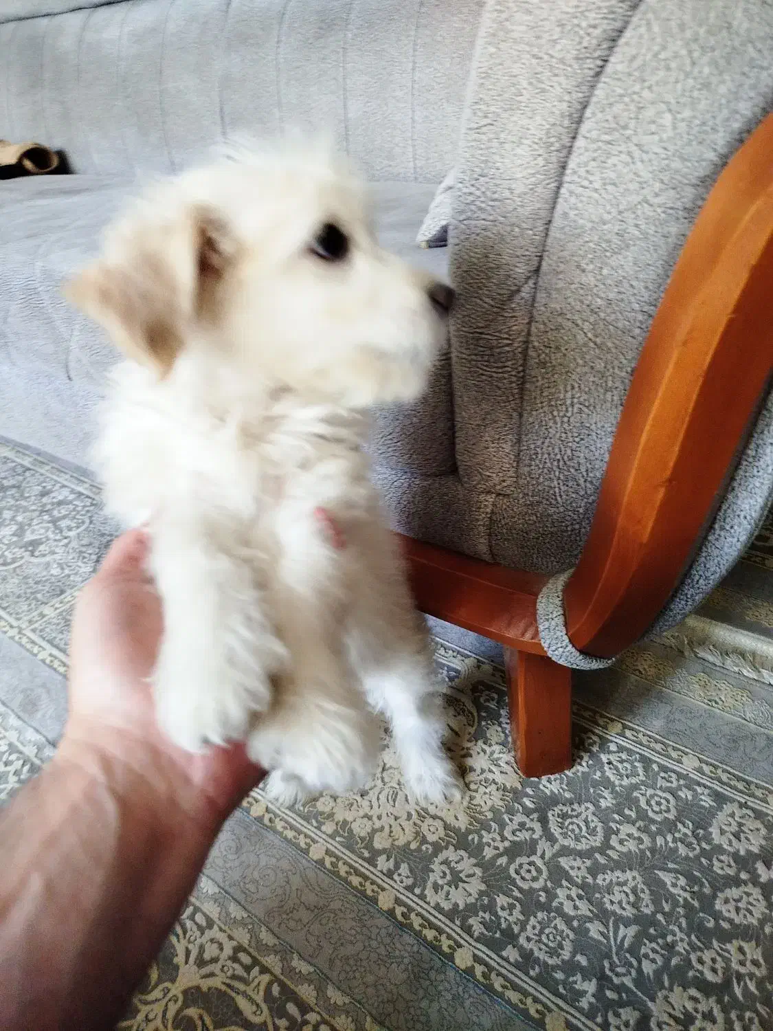 واگذاری توله تریر4ماهه|سگ|بومهن, |دیوار