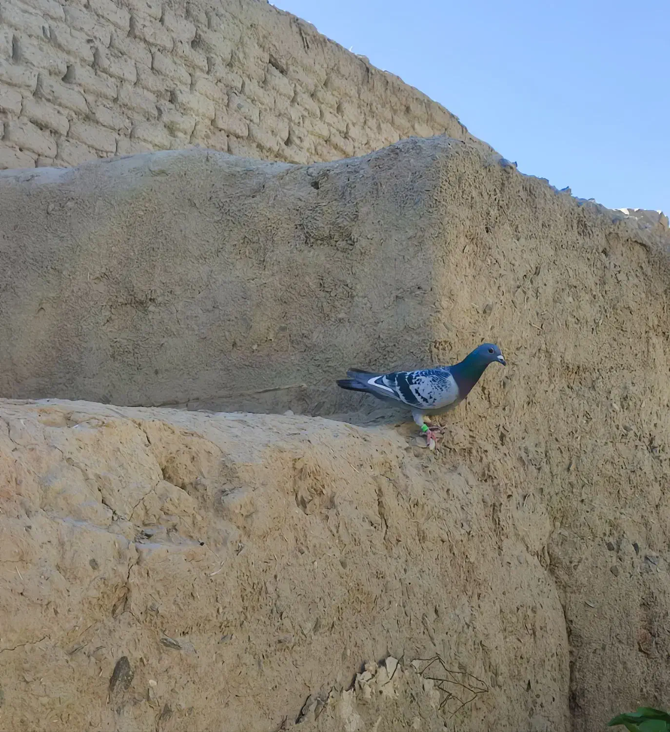 نرو ماده|پرنده|سراوان, |دیوار