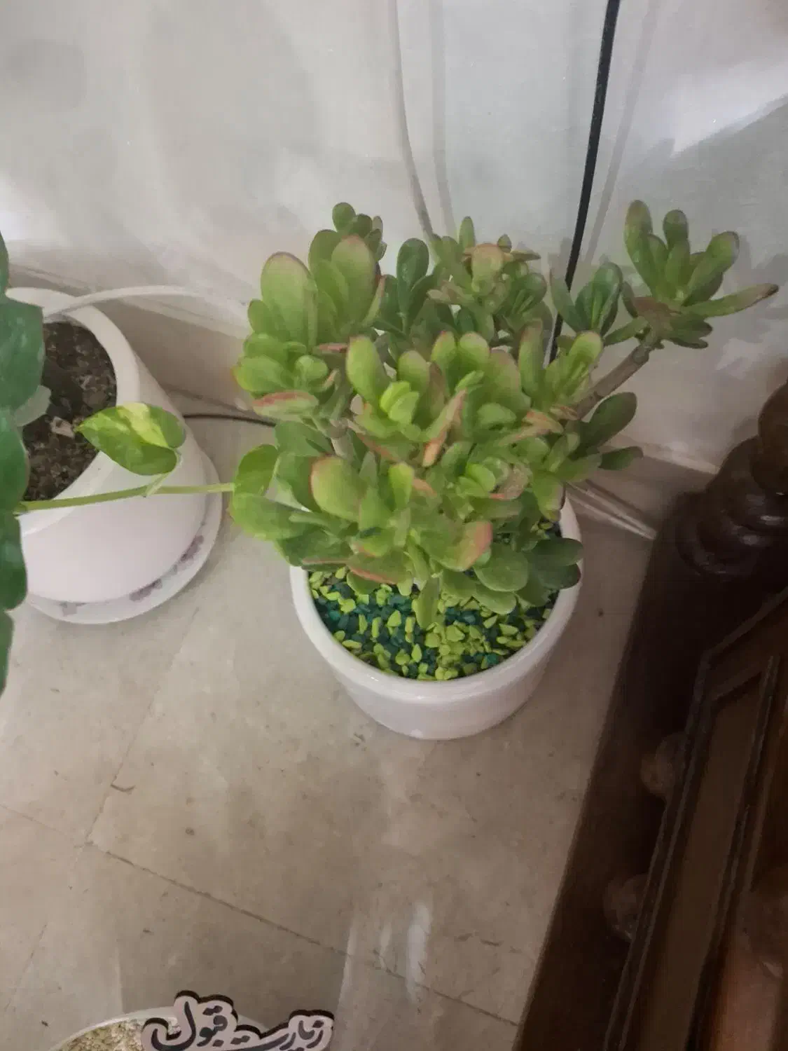 فروش گل تزیینی|گل و گیاه طبیعی|اصفهان, چرخاب|دیوار