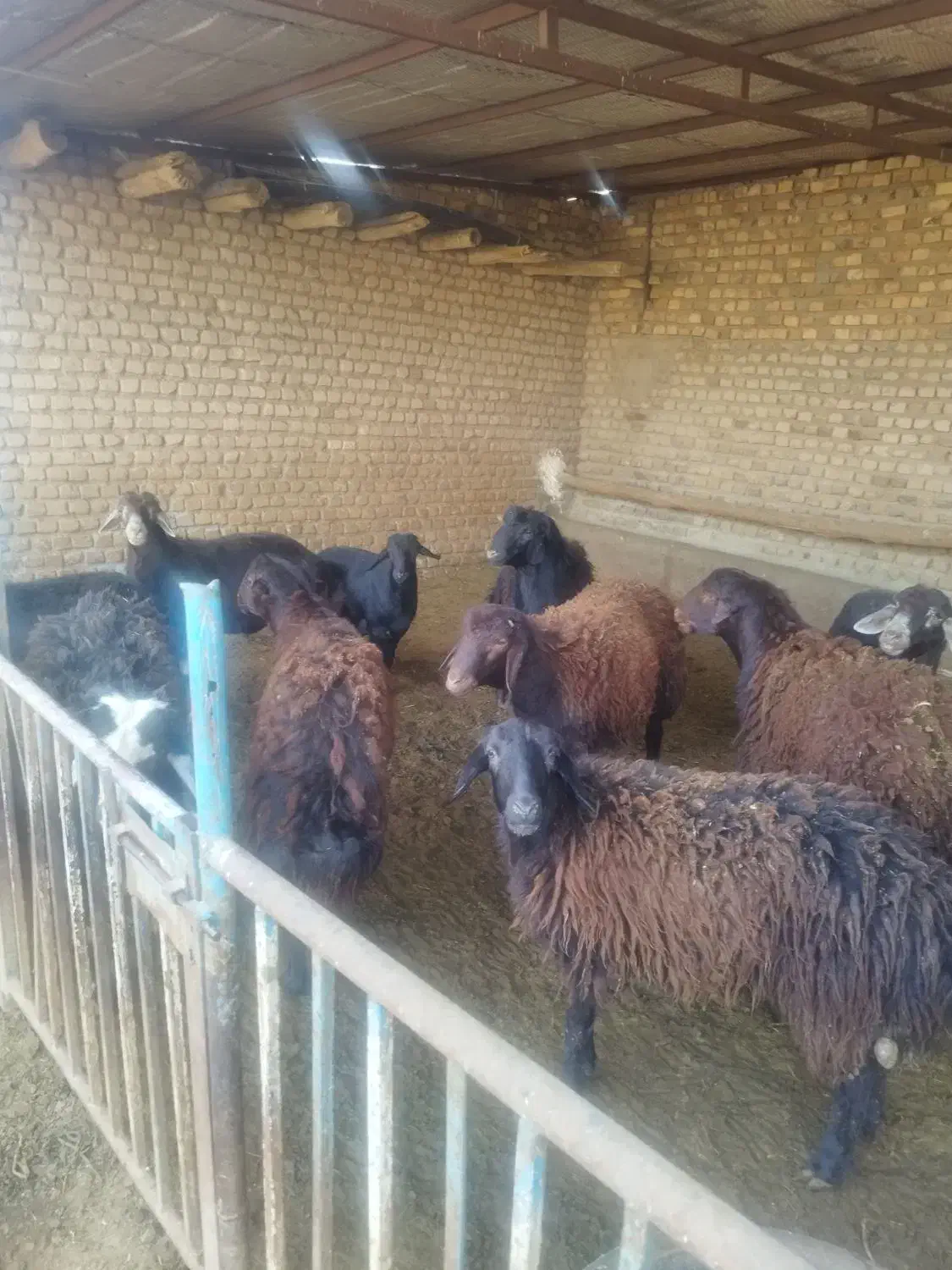 بره پرواری چاق|حیوانات مزرعه|میان جلگه, |دیوار