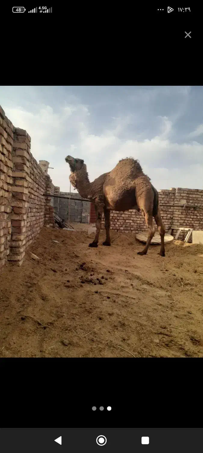 شتر وزن سنگین|حیوانات مزرعه|شاهرود, |دیوار