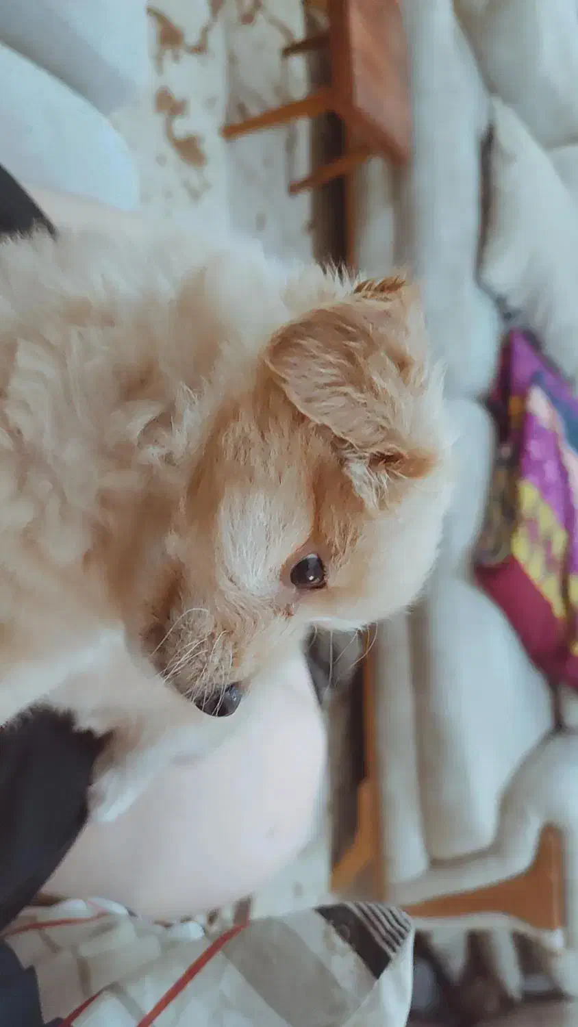 بخاطر نداشتن موقعیت و نداشتن وقت|سگ|گرگان, |دیوار