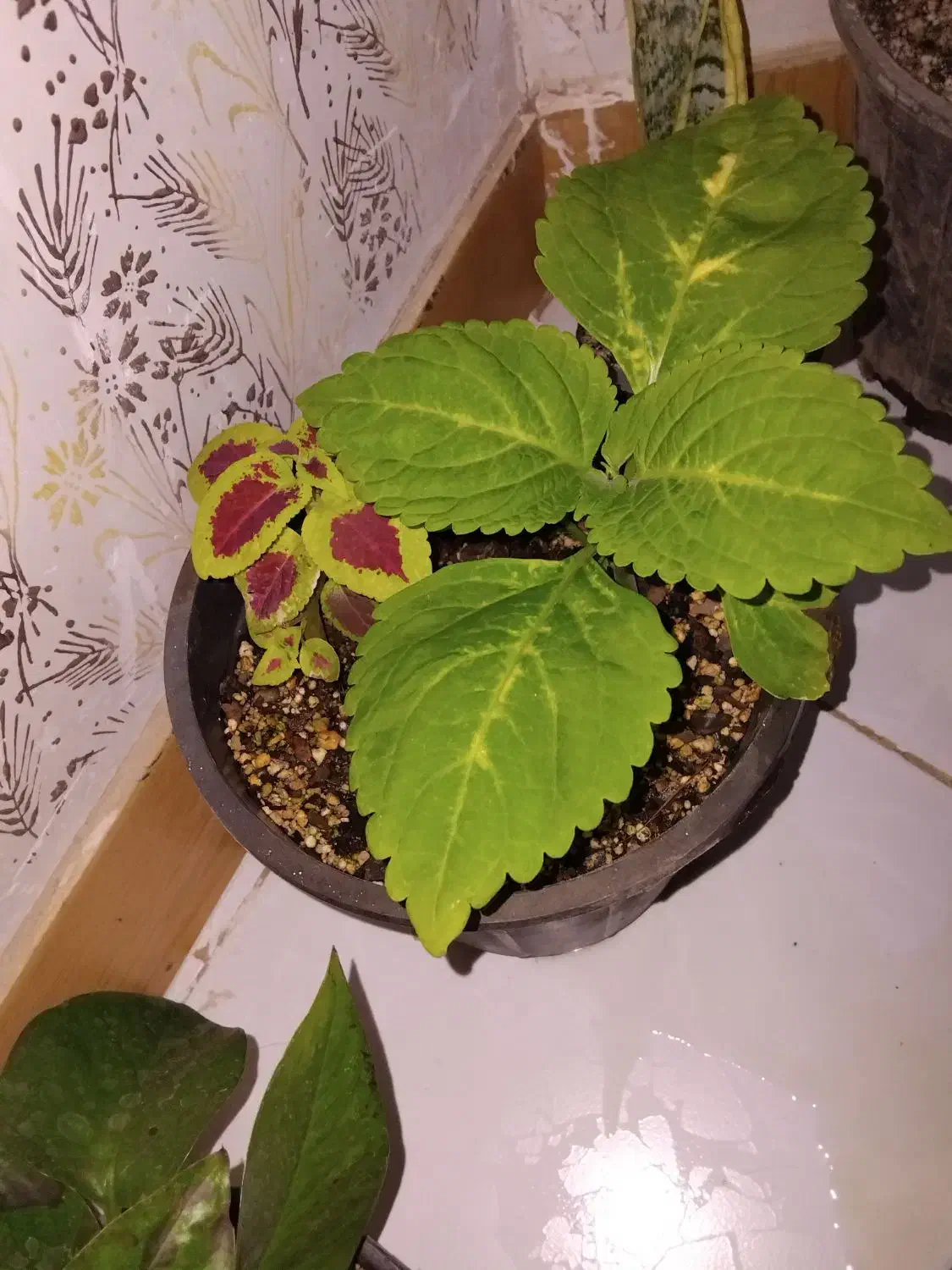 گل فروشی|گل و گیاه طبیعی|گلبهار, شهر جدید گلبهار|دیوار