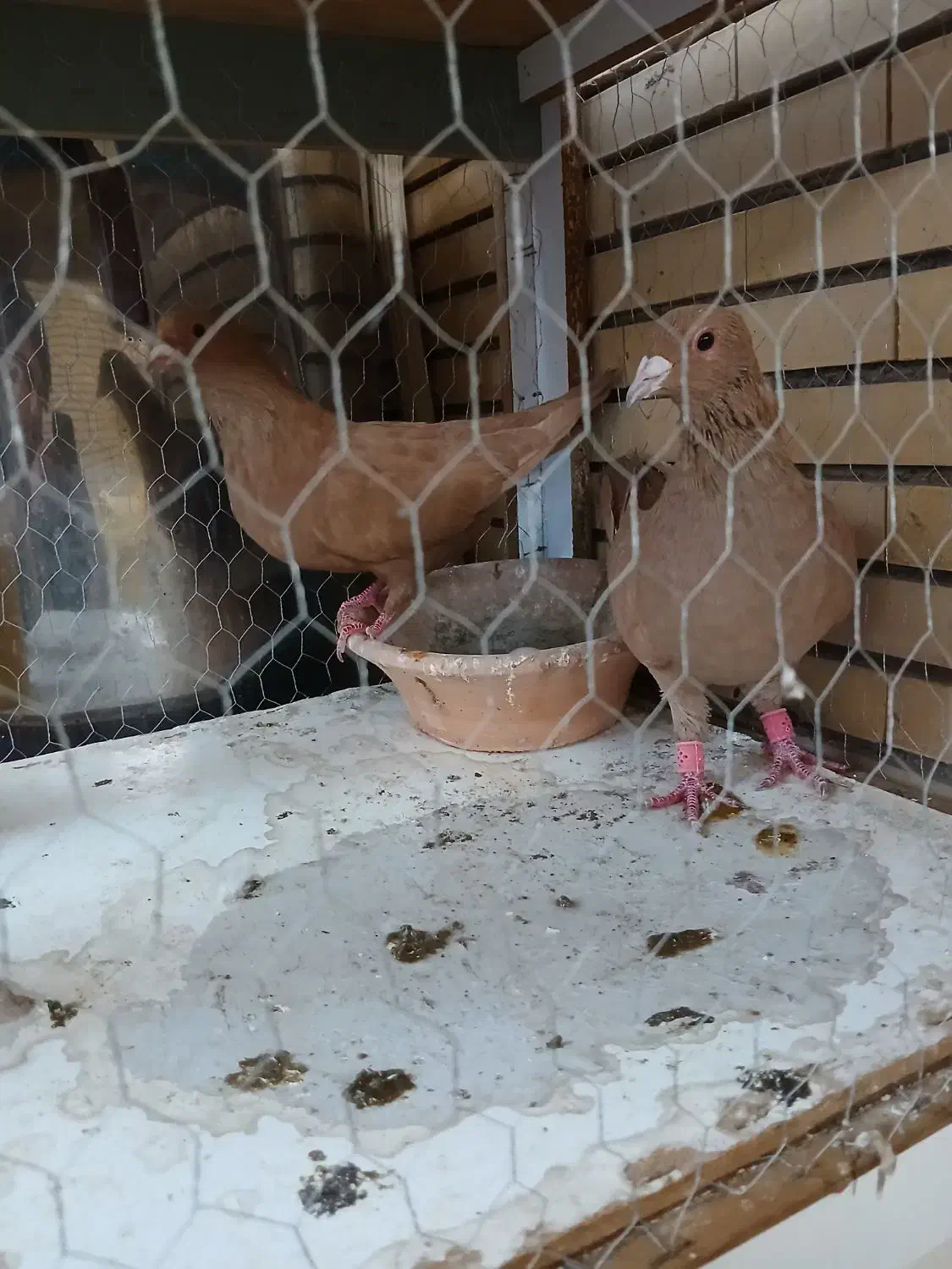 نرماده زرد ضمانت تخم جوجه|پرنده|رابر, |دیوار