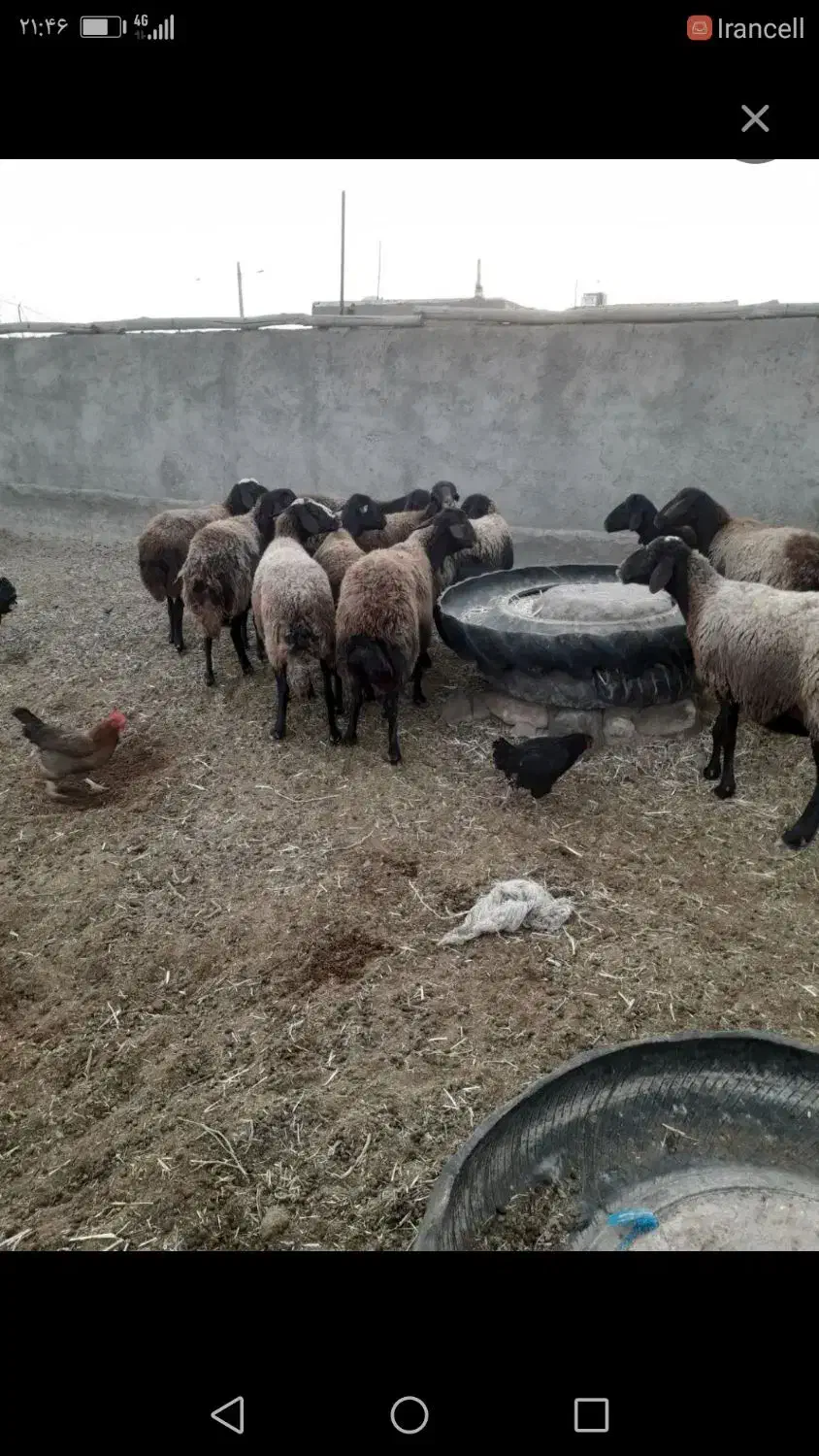 میش آبستن جوان|حیوانات مزرعه|پاکدشت, پاکدشت (مامازند)|دیوار