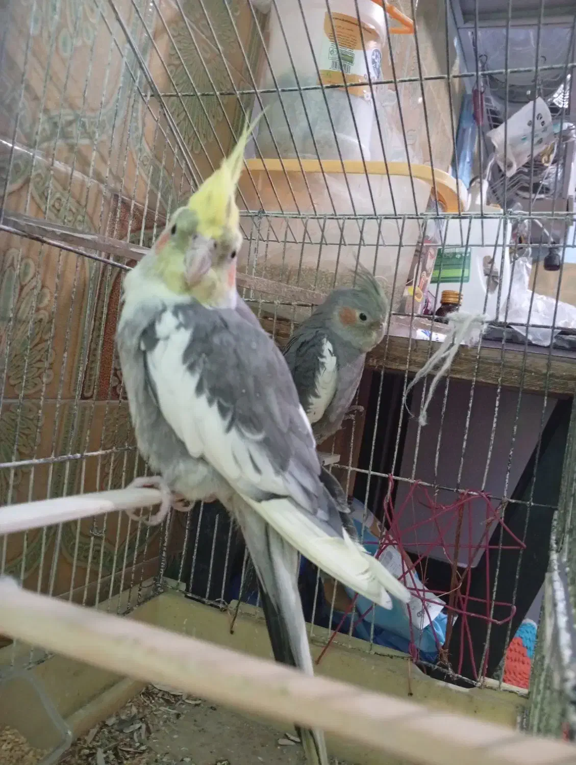 یک جفت عروس هلندی|پرنده|سراوان, |دیوار