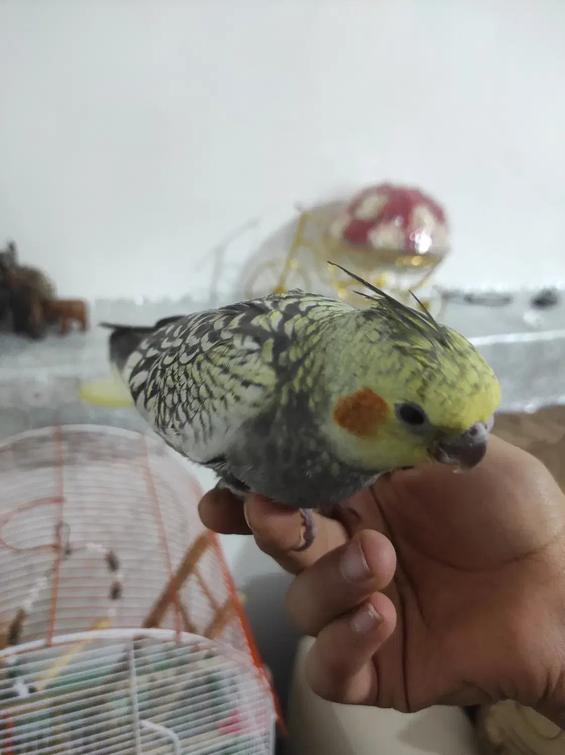 عروس هلندی|پرنده|بروجن, |دیوار