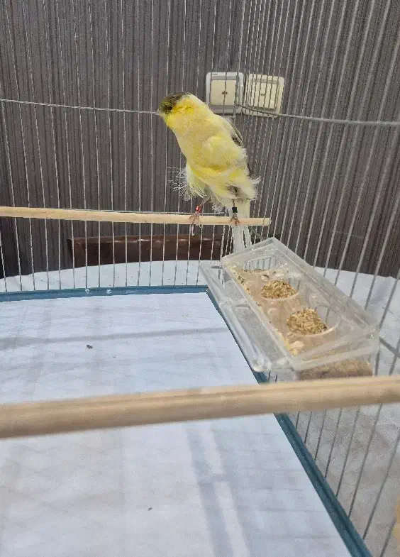 قناری ماده رسمی بلند|پرنده|تهران, امیریه|دیوار