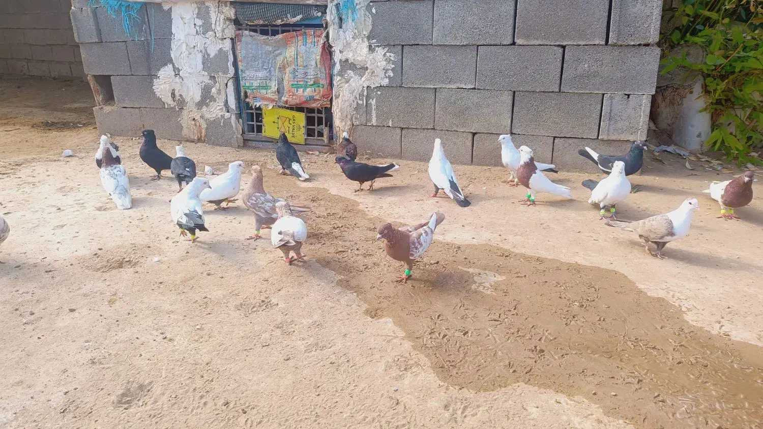 ۳۰تا رنگی همه نر|پرنده|شوش, |دیوار