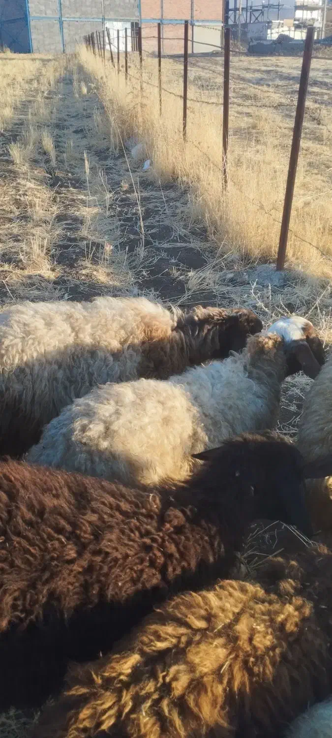 بره گوشتی|حیوانات مزرعه|مریوان, |دیوار